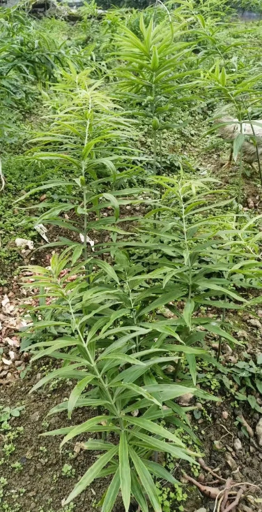 广西，有一位村民在网上倾诉，前几年有一个外地老板来村里承包了200多亩山地搞种植