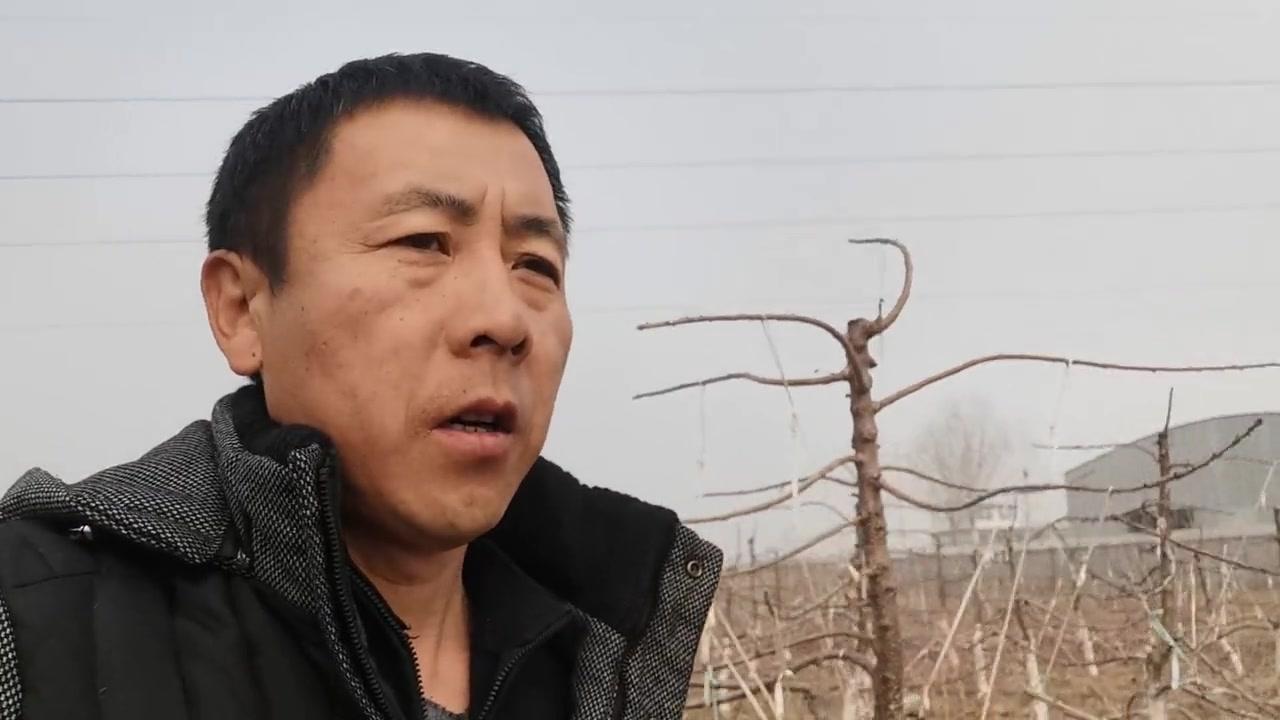 大樱桃修剪技巧分享很实用，不同树型修剪效果各有优劣。修剪需结合土壤肥力和树龄，平