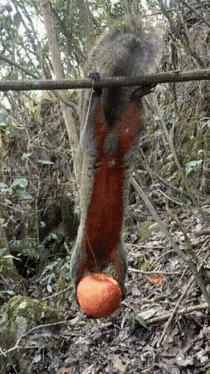 松鼠：什么瑜伽，都是小儿科。