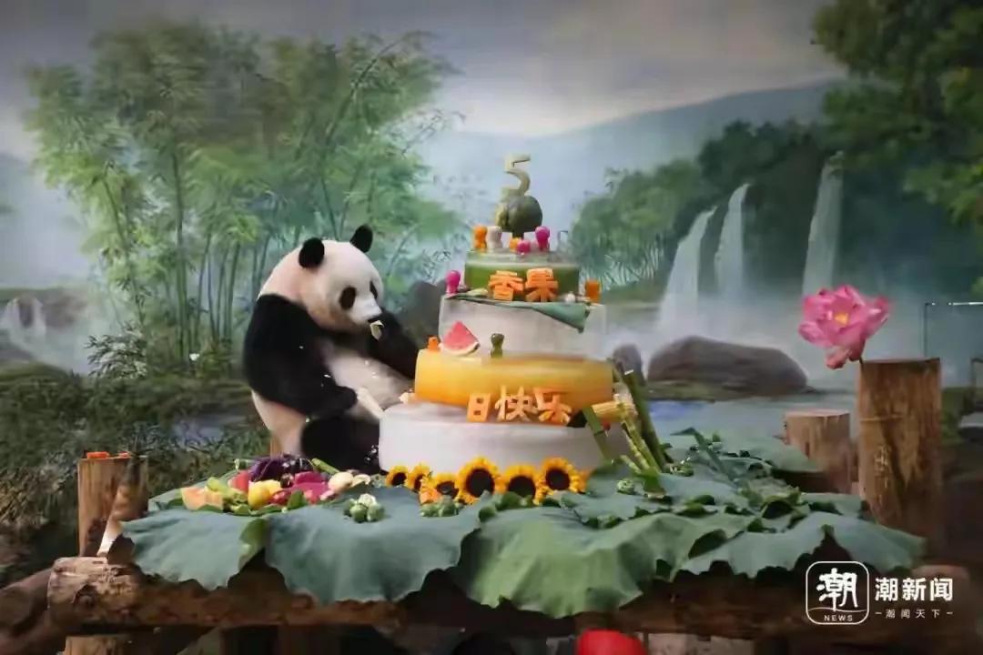 杭州动物园大熊猫“香果”5岁啦！庆生画面萌翻众人，还有粉丝特地从外地赶来7月5