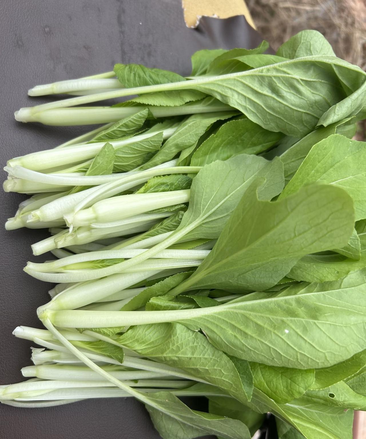 以后我再也不吃小白菜了,自从种菜后我就发现,这种小白菜特别容易招虫子。外面卖的