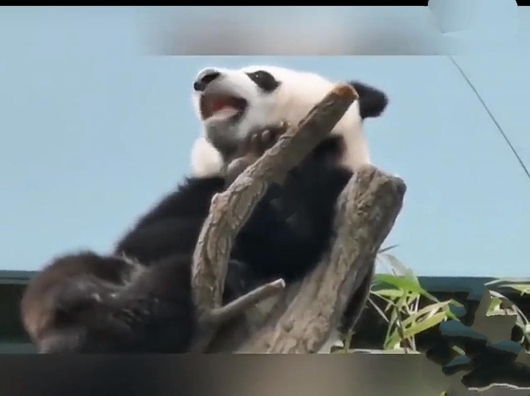 全球唯一无法回国的大熊猫欣欣，真的让人痛心。1975年，中国出于外交政策，向墨西