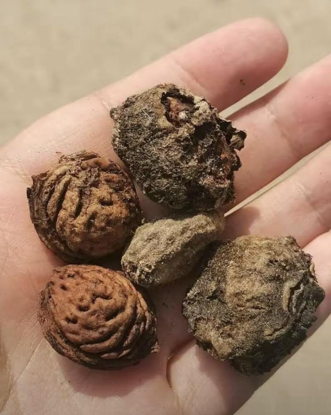 昨晚跟村里九十多岁的王爷爷烤火，他跟我说了件事。冬天桃树上那些干巴巴没掉的果子，