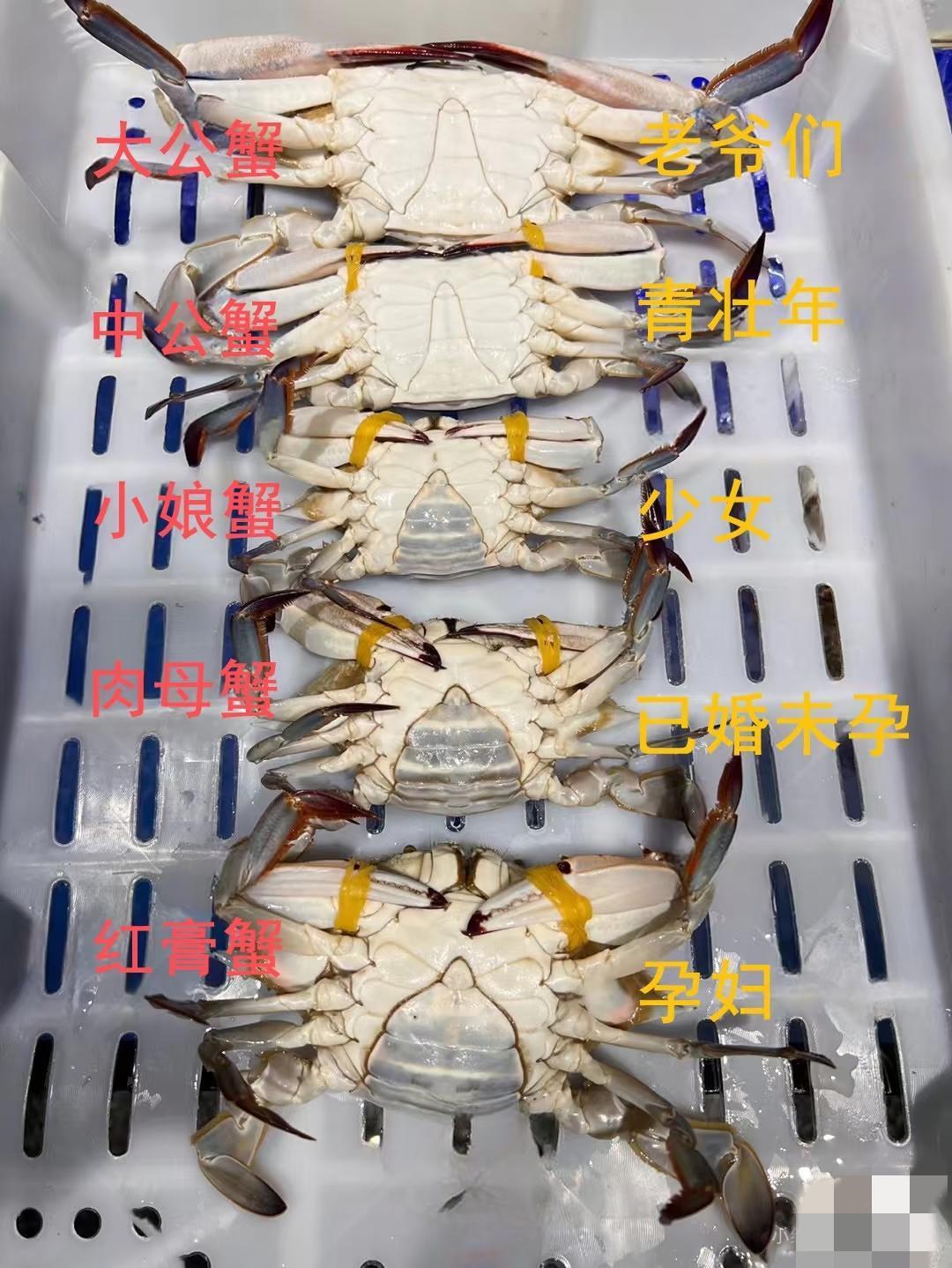 公蟹很容易分辨，母蟹，就要考点眼力了[笑着哭][笑着哭]