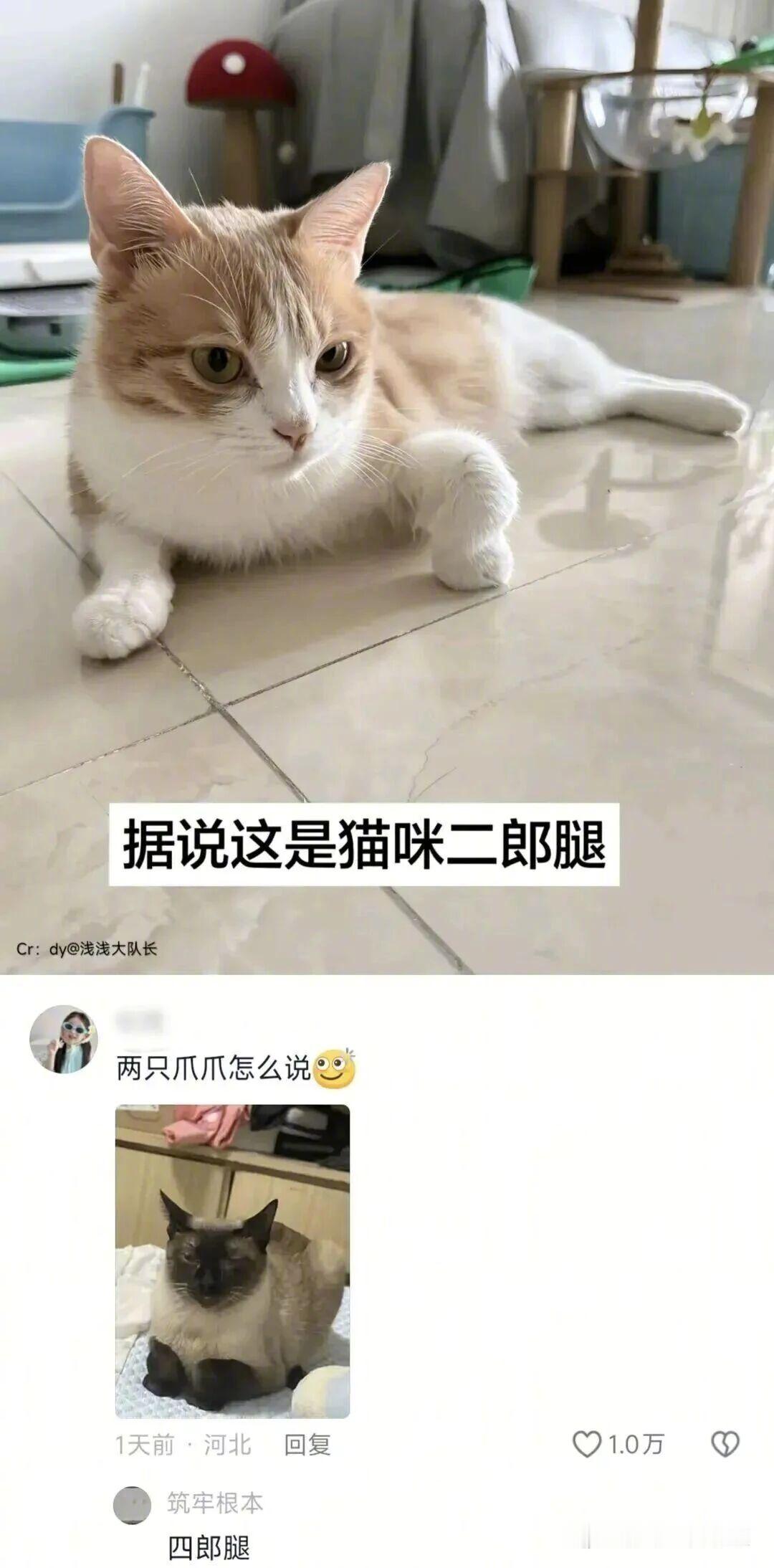 小猫的二郎腿不太好模仿啊