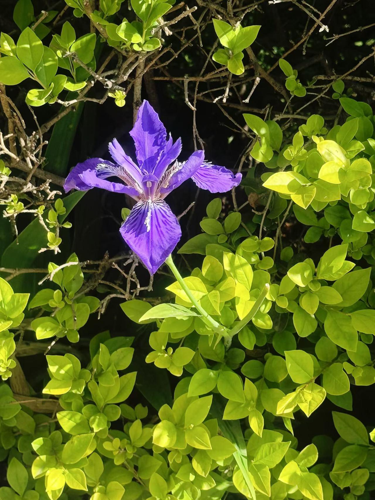蚊子不吸血不吭声，人没指望才会闹仔细观察就会发现一个很有意思的现象：蚊子安