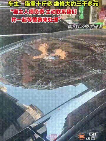 广东广州一名女子将车停在一处居民楼下，谁料有一只小猫突然从高层坠落，掉在了车顶上