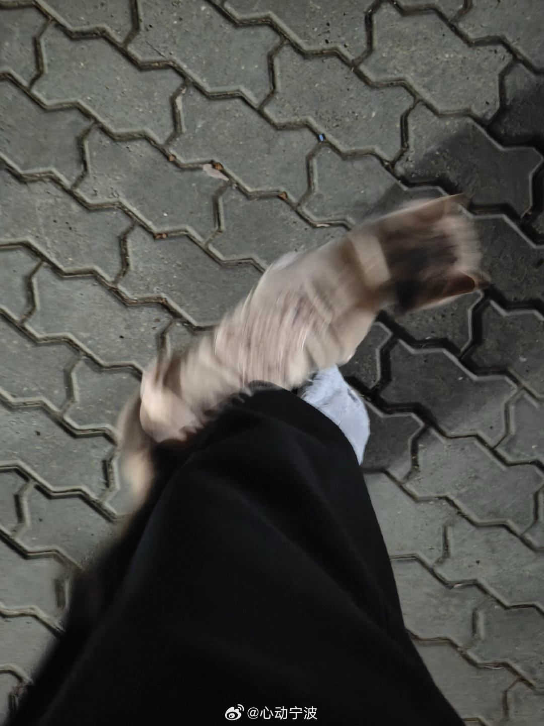 宁波海曙谁家的猫丢了快去找网友“yabbadabbadoo”投稿：我本人于