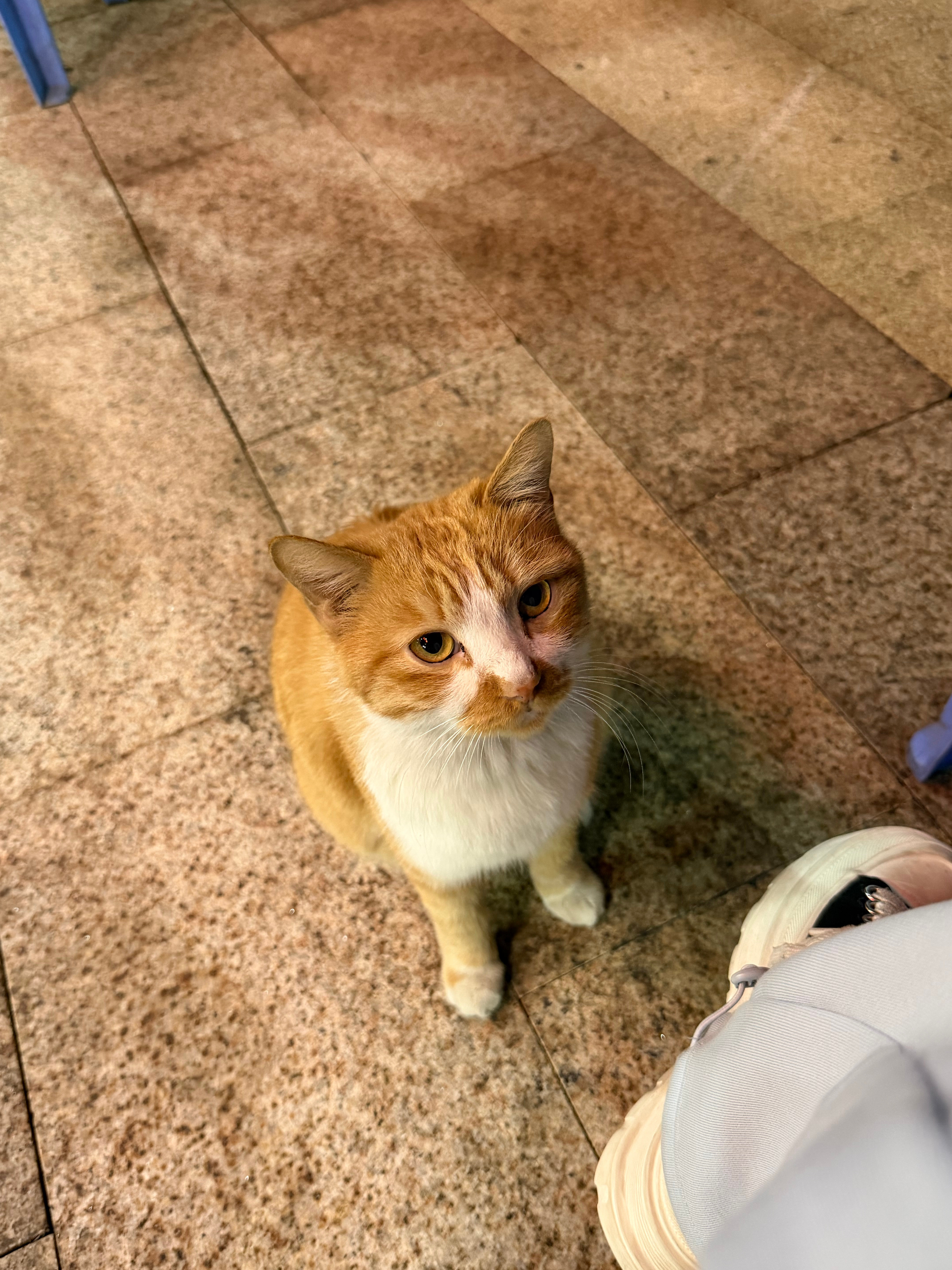 吃饭碰到的一只吃百家饭的橘猫见到人就露肚皮老板说是旁边村民家的猫怪不得一点都不怕