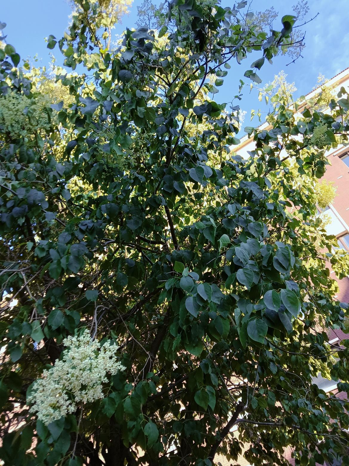阳光洒满的绿意盎然，生机勃勃的夏日景象。绿树依依掩映，白花满树开🌺