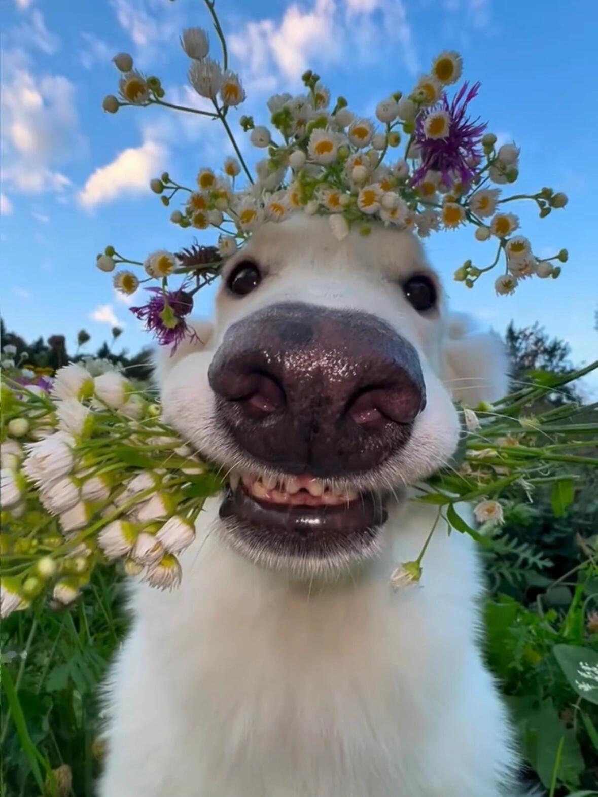 狗狗与野花的浪漫邂逅🌼