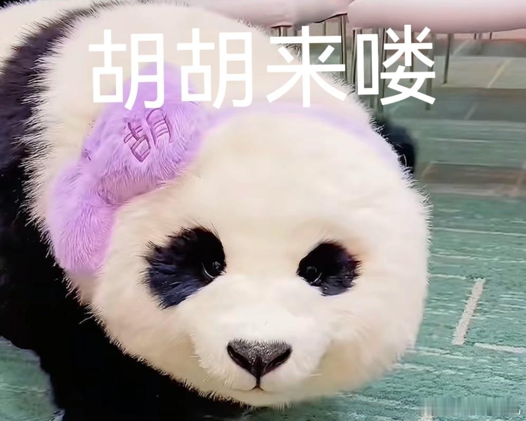 胡胡的萌态已经刷屏，标志性紫色蝴蝶结太吸睛，走路摇头晃脑还会主动贴贴，作为合家欢