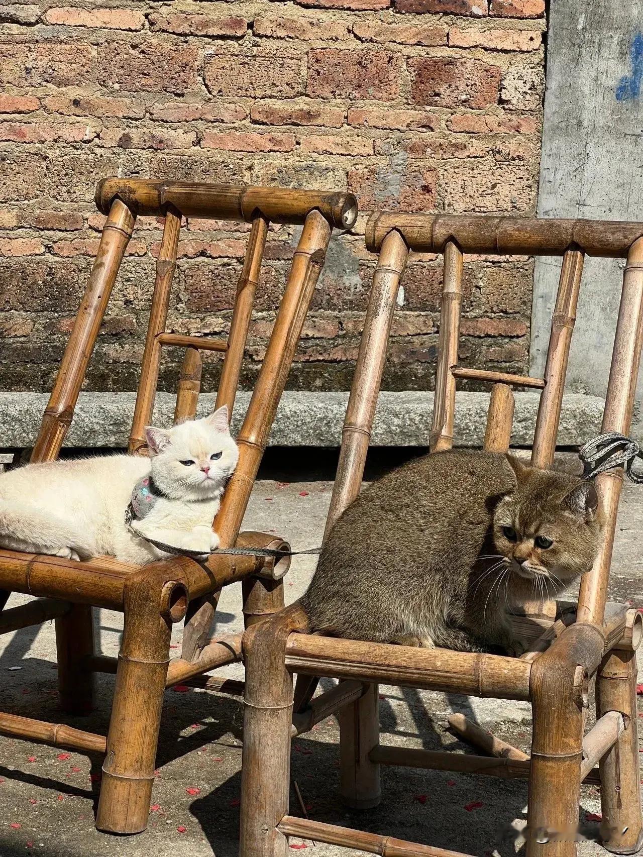 椅子都发猫了，拿出来晒晒！