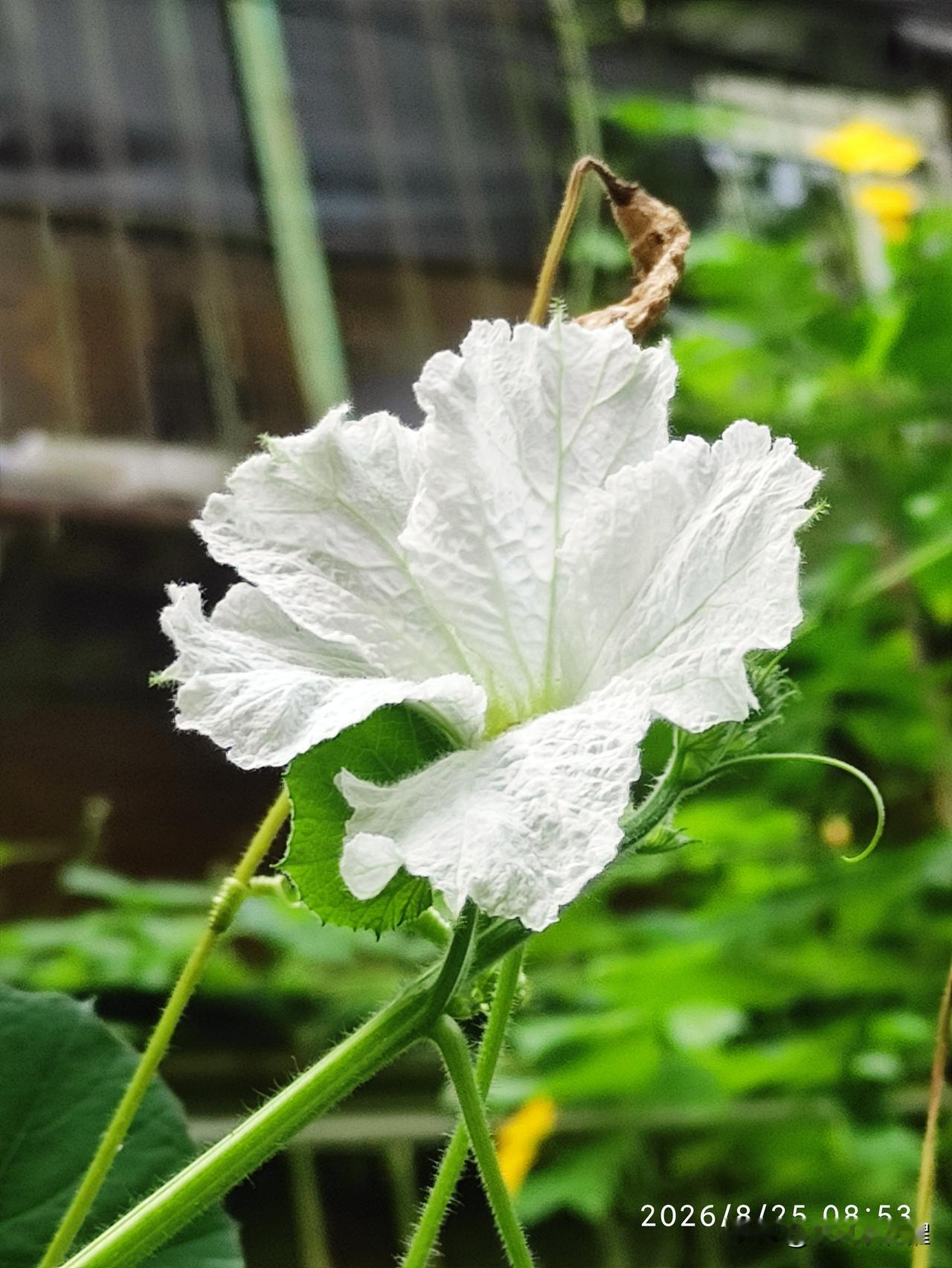 小区里的住户，在窗外种的丝瓜、葫芦。丝瓜秧爬满了墙，开了好多黄色的丝瓜花。葫芦