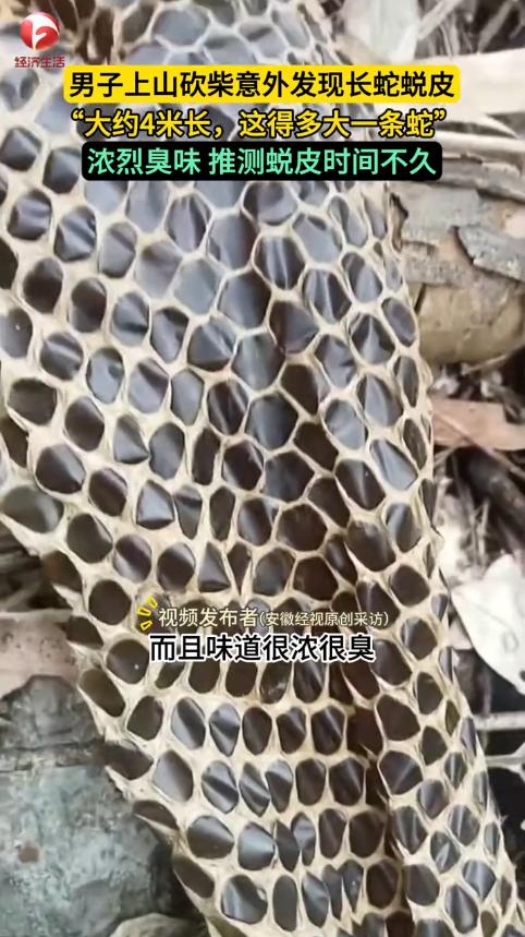 “活久见！”近日，广西河池，一男子上山砍柴时，突然闻到周围有一股恶臭味，他仔细寻