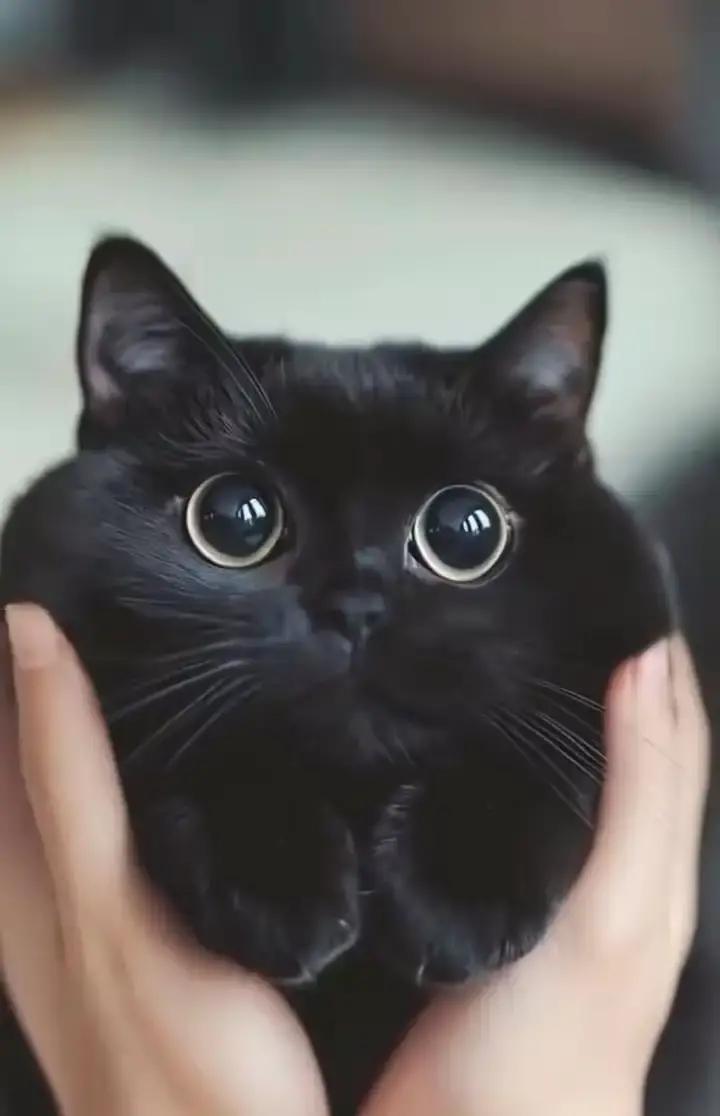 一只叫“烧炭”的黑猫把老公赶去次卧睡，保姆日记一发直接炸锅。女主人天天进口冻