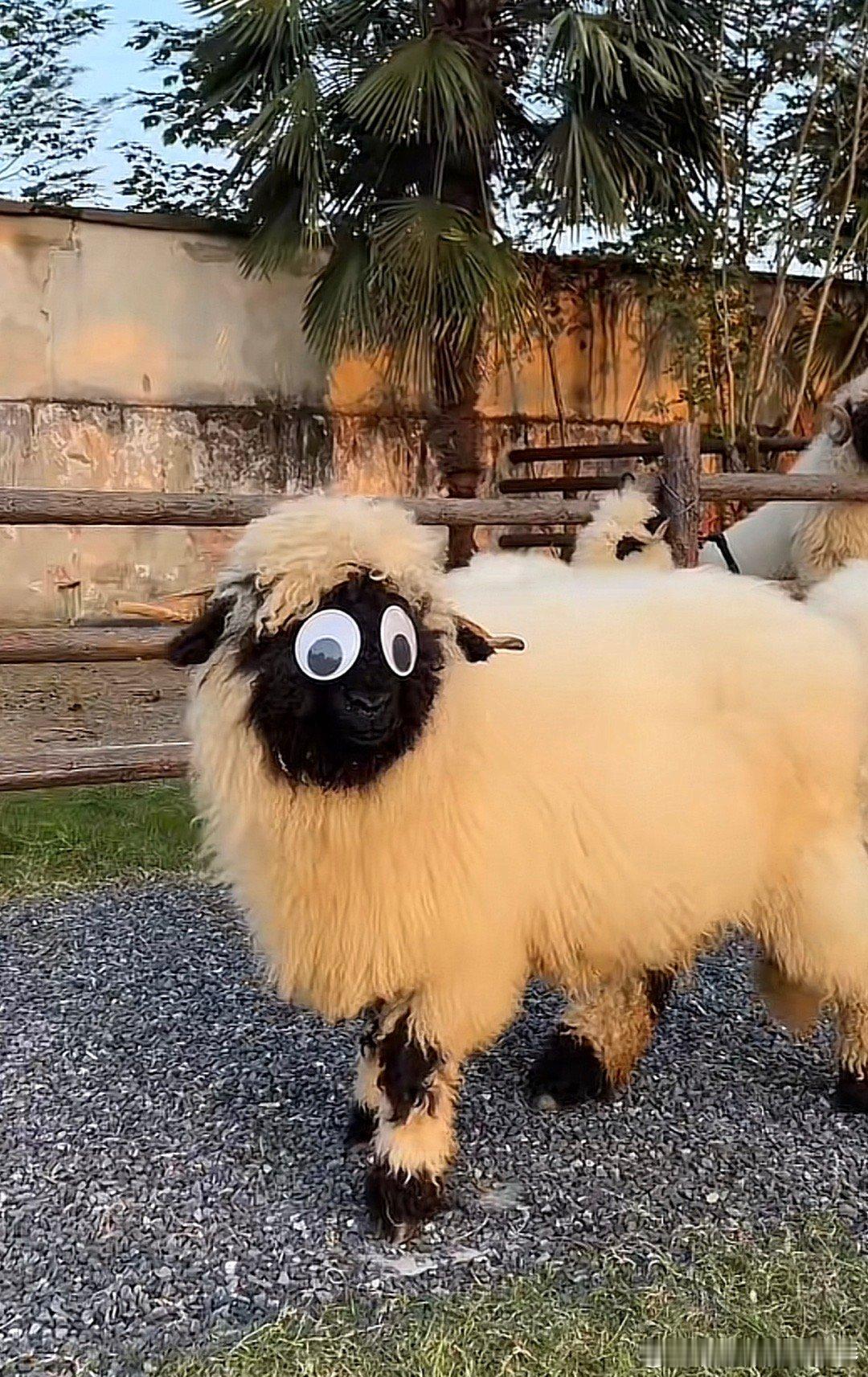 现实版的小羊肖恩吗？