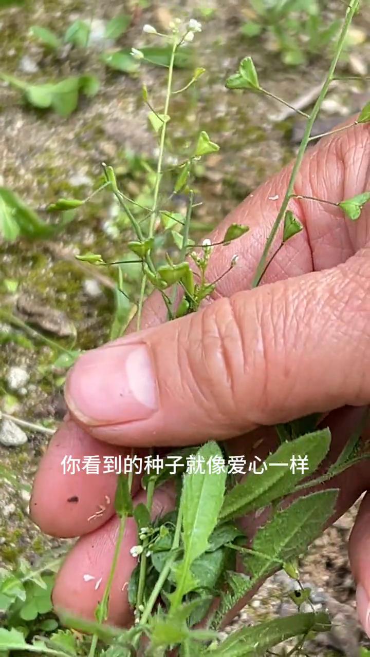 不要以为它不是普通的杂草，它可是有林丹之称的荠菜。民间有一句3月3荠菜赛林丹的说