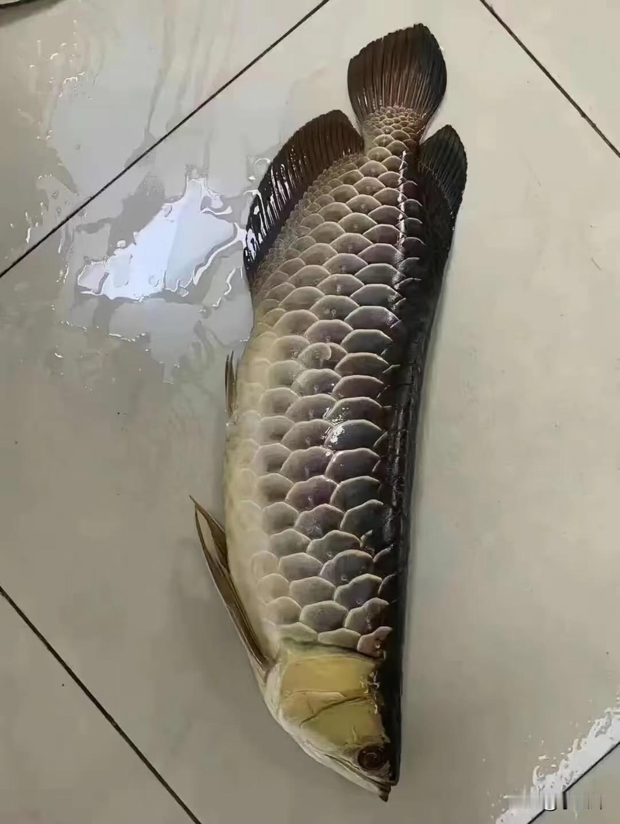 家里老人说要亲自下一趟厨，就这样了
