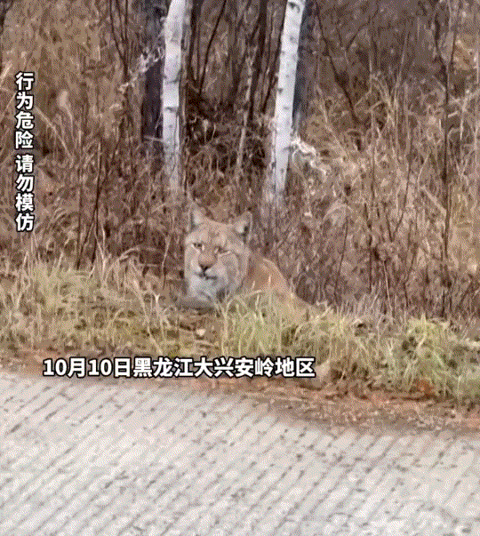 “咪咪”10月11日一女子自驾游，经过黑龙江大兴安岭地区时，无意间看到一只面部像