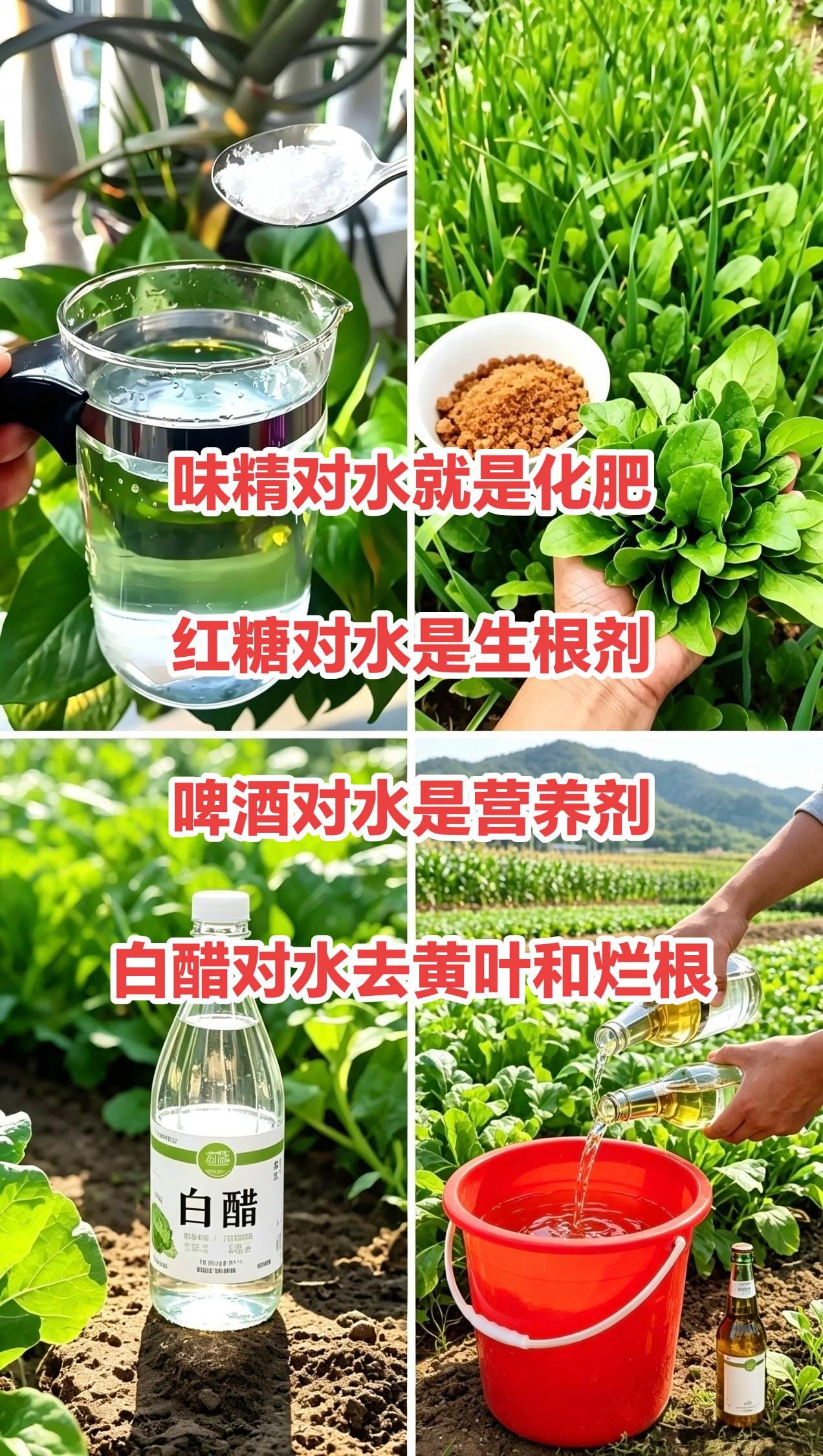 针对以上种植小偏方逐条给大家分析一下：虽然有部分道理，但全是偏方、有极大误区、不