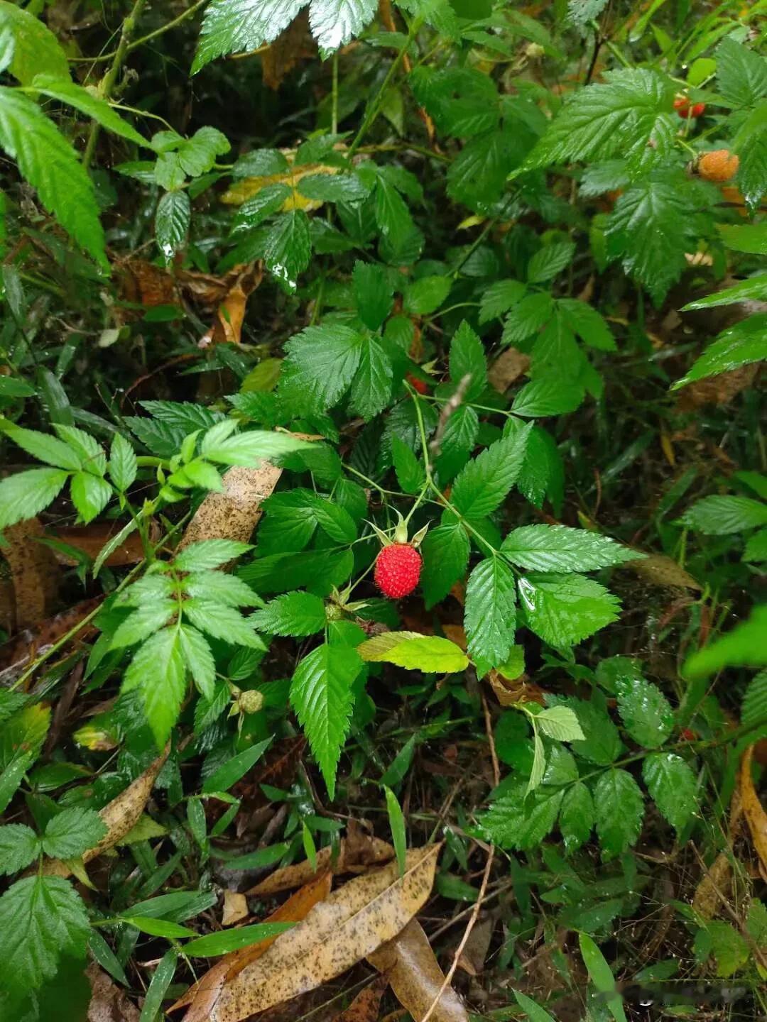 酸酸甜甜，女生的最爱……额😓一时忘了这是啥野果了，有知道的吗？