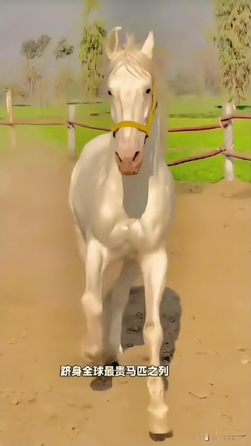 丙午火马踏春归岁序流转，二零二六丙午马年踏蹄而来。天干丙火炽烈，地支午火