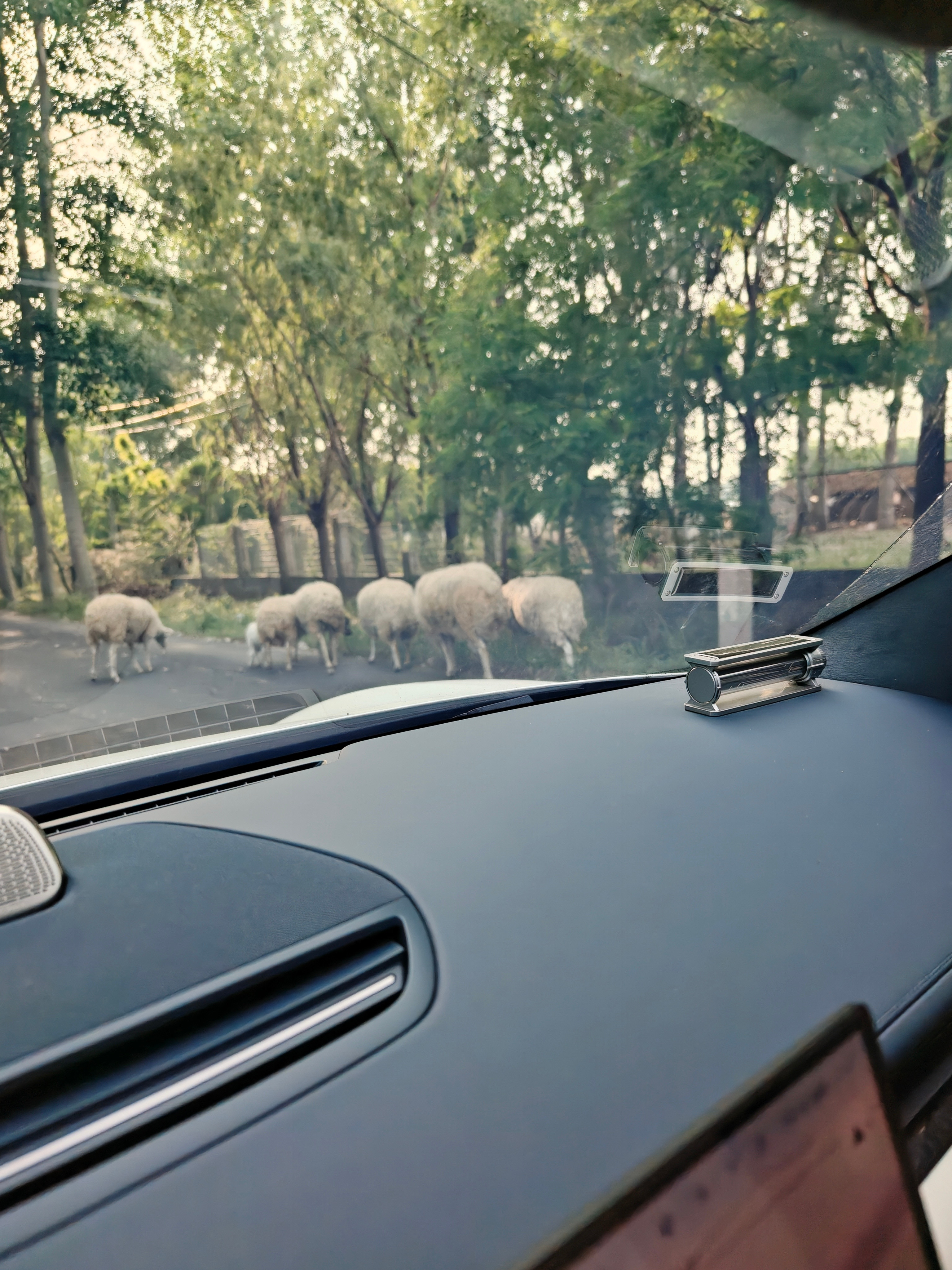 你们上下班路上有🐑吗我和汽车的日常​​​