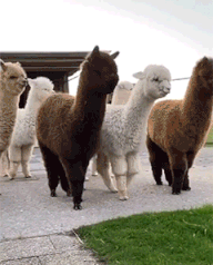 恐怖谷效应吓死羊了