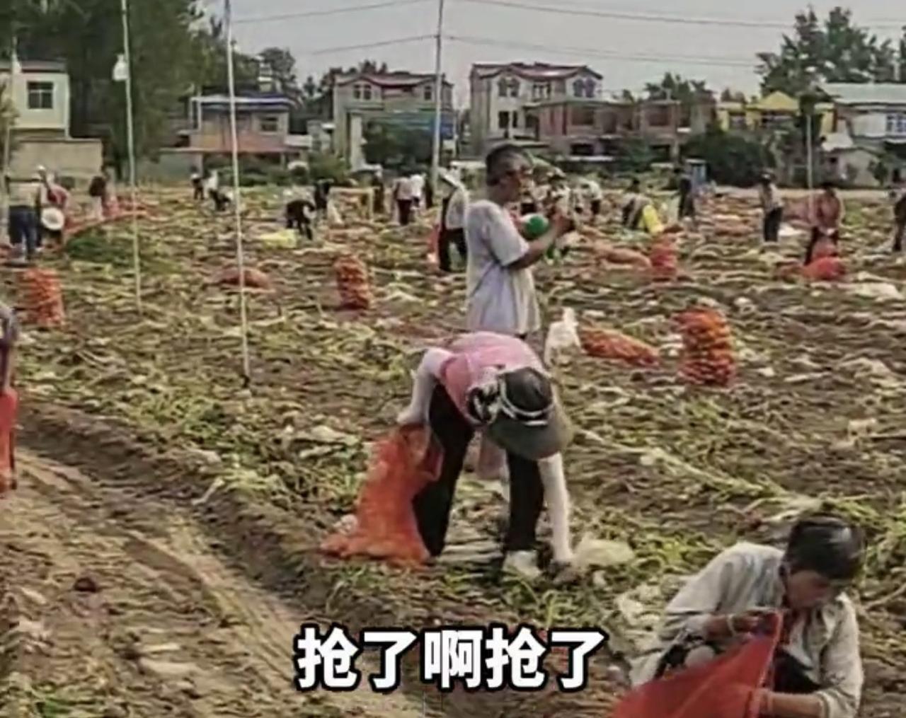 为什么要抢土豆呢？事发安徽，500亩土豆还没有全部拉完，便被村民哄抢，尽管现场