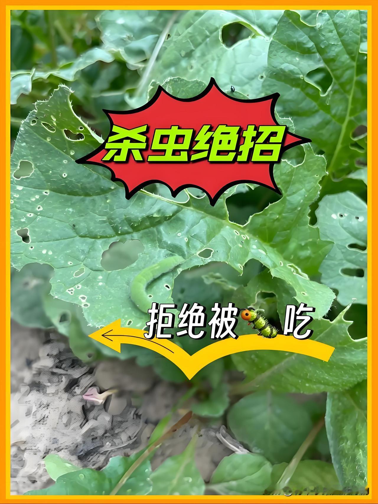菜园没虫还不打农药？就靠这两样“土宝贝”，菜友：这招真绝！最近好多邻居菜友