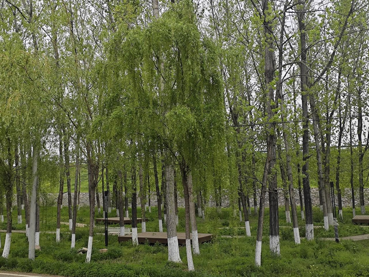 曹操墓前放布洛芬有什么争议点？主要争议集中在历史严肃性、公共安全、资源浪费、文