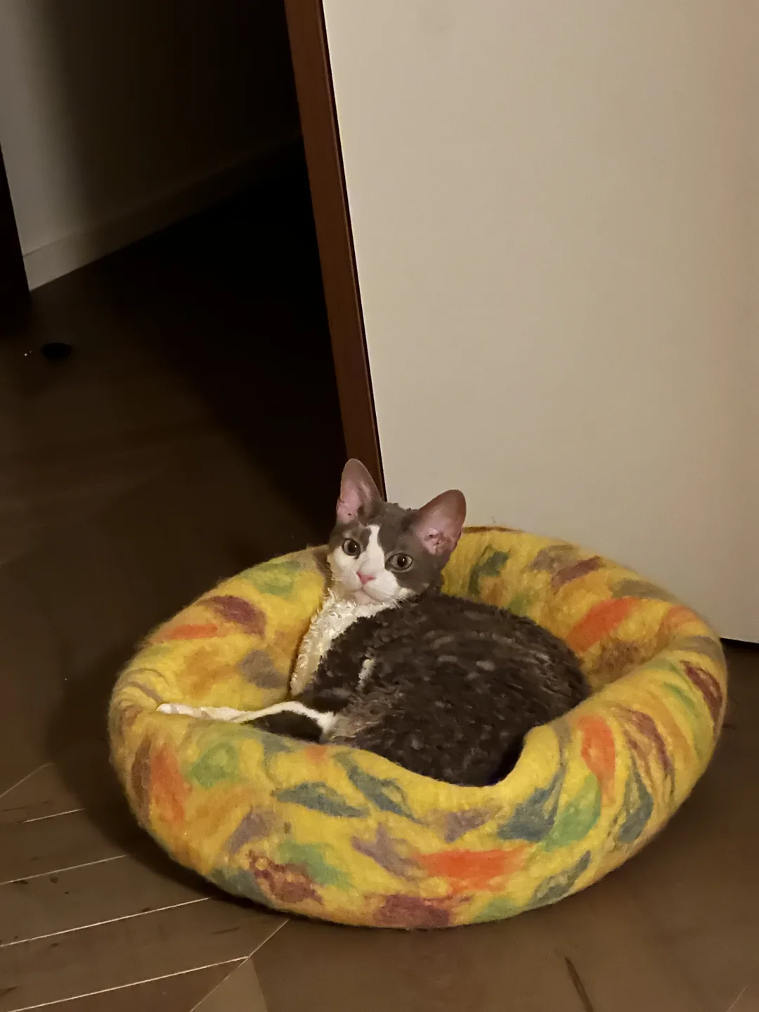猫咪半夜抓衣柜门的问题已解决