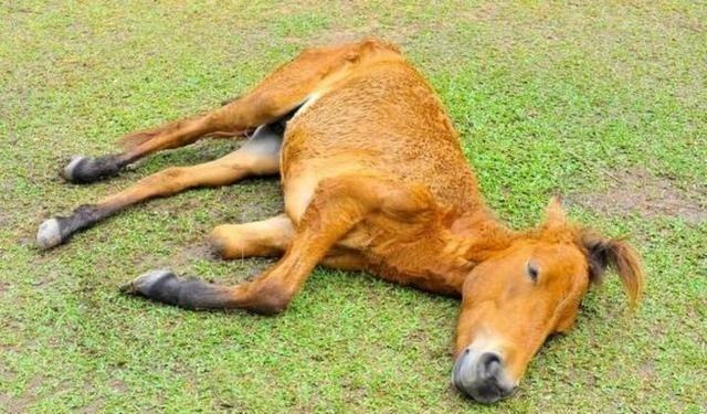 为什么马的腿断了必须死？很多人不知道，就算是身价几百万的赛马，只要腿不小心断了，