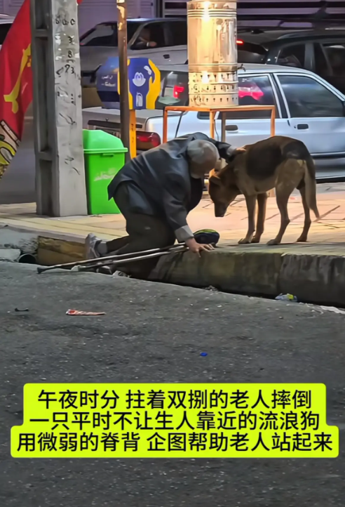人有时候确实不如狗。。。