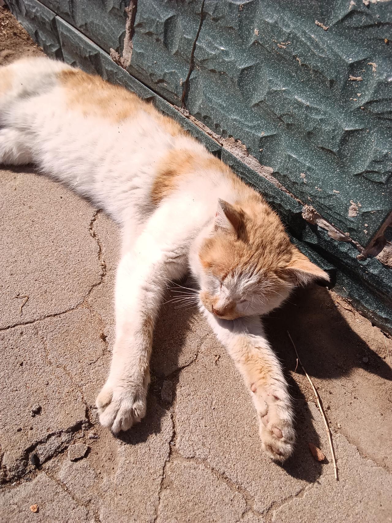 晒你家猫咪睡觉的样子