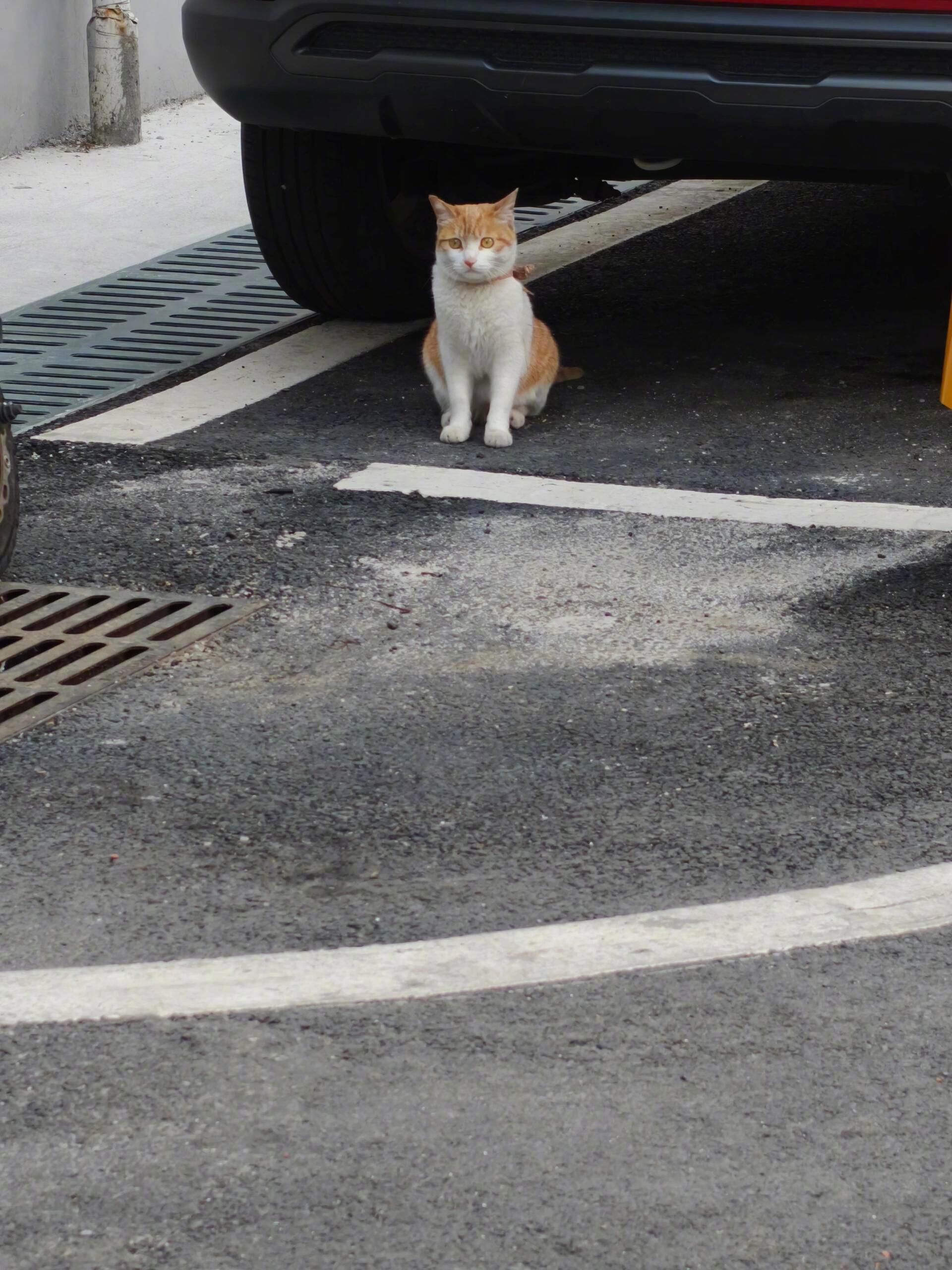 怎么天天路边拍猫