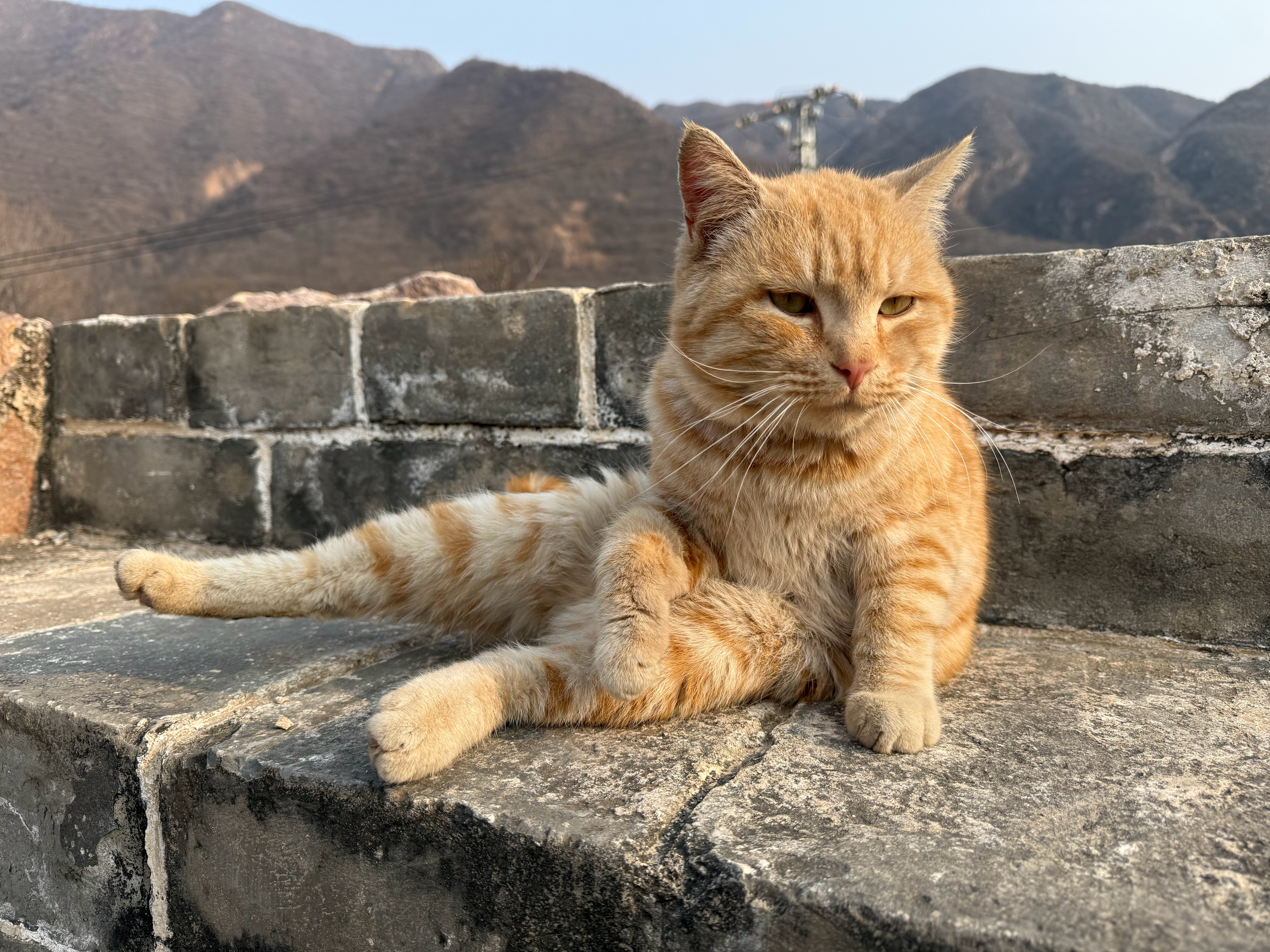 遇到可爱的小猫咪夹子音都出来啦[捂脸哭][捂脸哭][捂脸哭]​​​