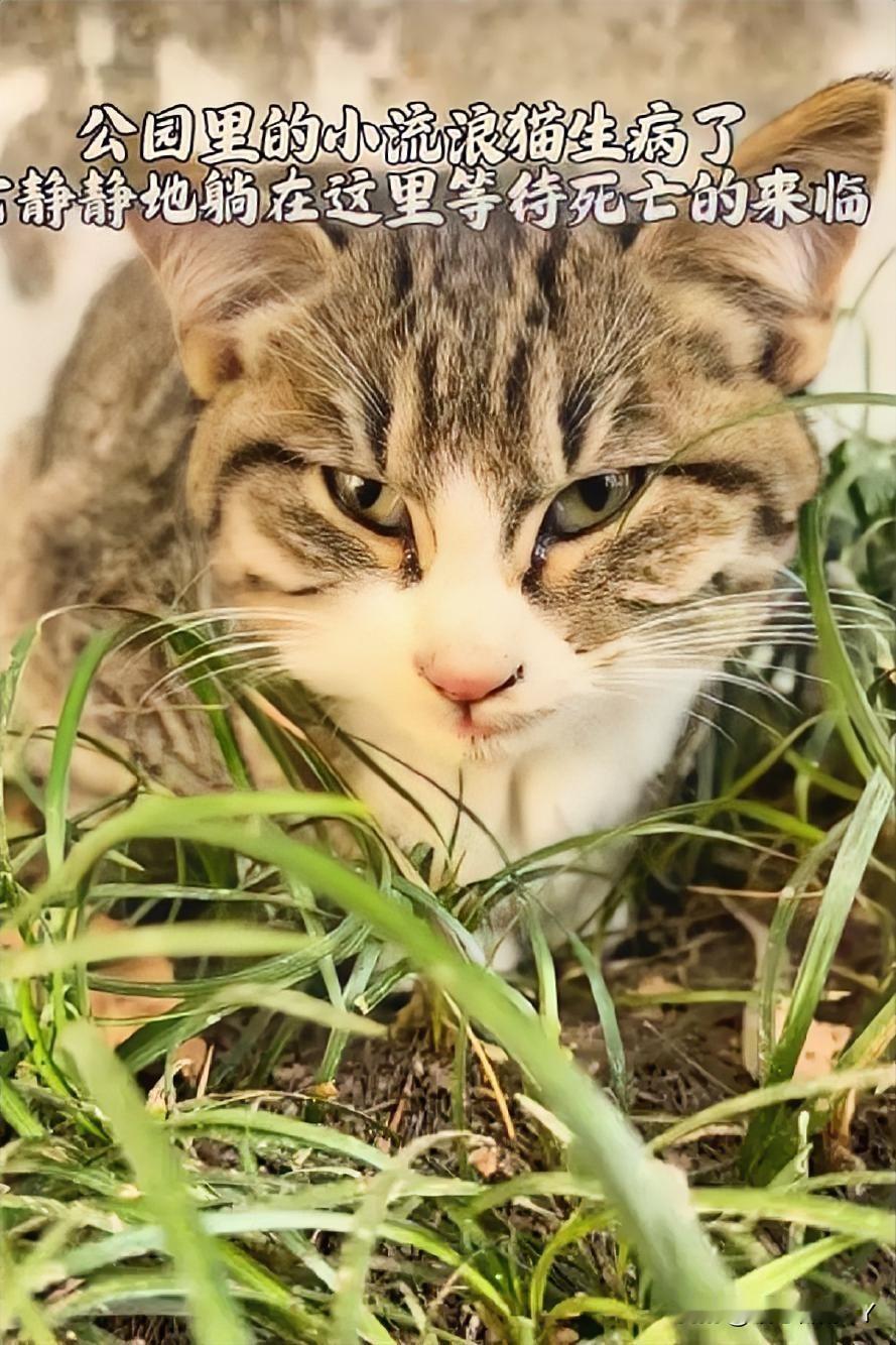 在公园的草丛深处，一只被猫瘟折磨的流浪狸花猫，蜷缩着身体，在绝望中等待生命的落幕