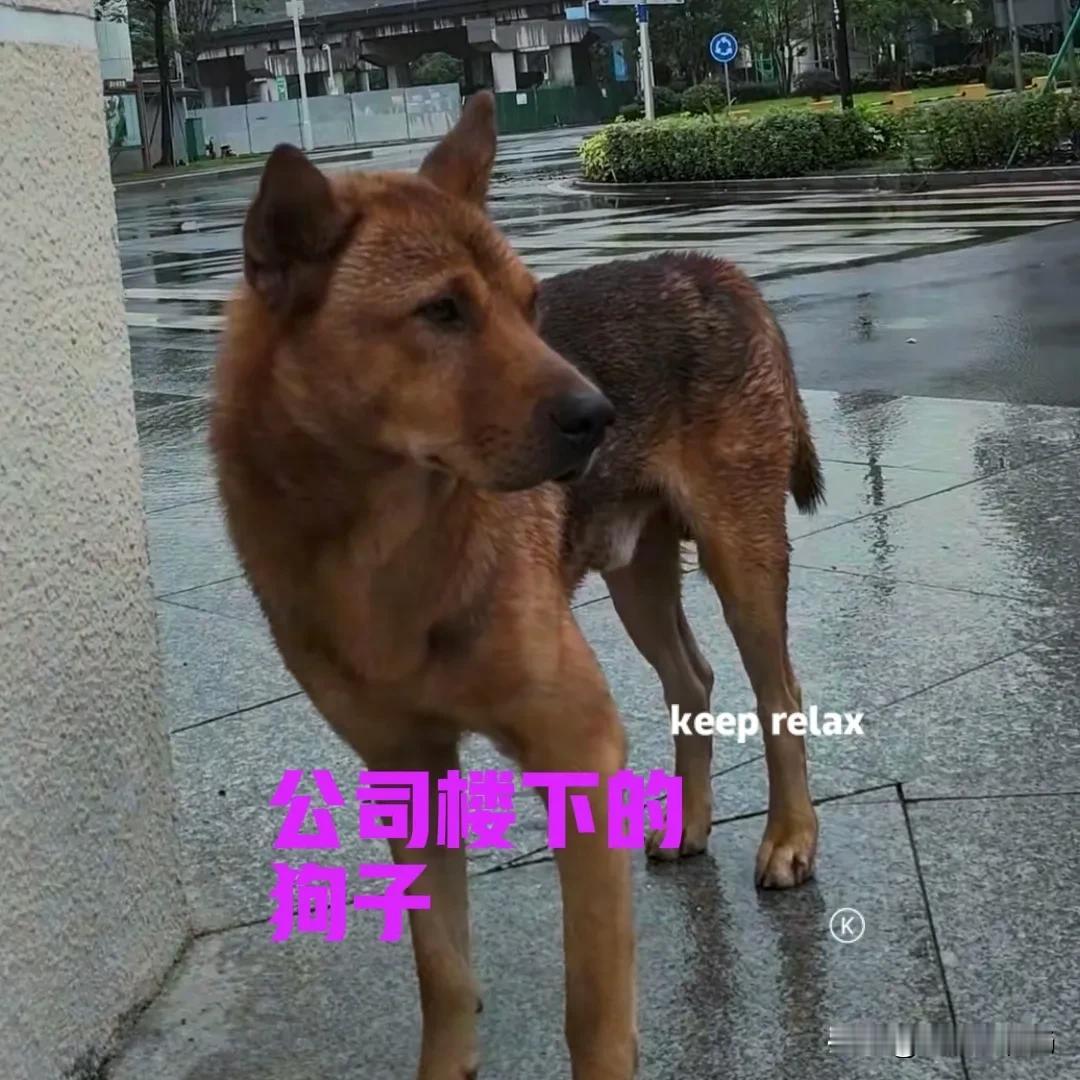 最近公司楼下，不知道什么时候来了一只狗子。狗子一直在附近徘徊，也不会到处乱跑。见