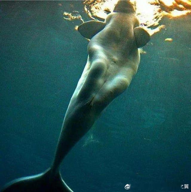 白鲸的身体看起来好像有类似人类的腿、大腿、膝盖，甚至臀部。其实你看到的是腹部脂肪