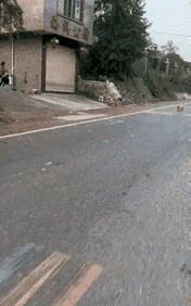 汪星人:终于有人来了。