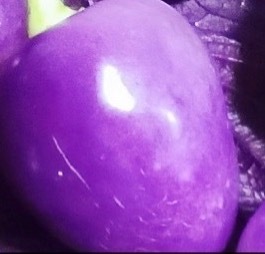 每日一善💜月尹星邱兔种植笔记｜紫辣椒0000紫辣椒植株紧凑，叶片带有深绿色或
