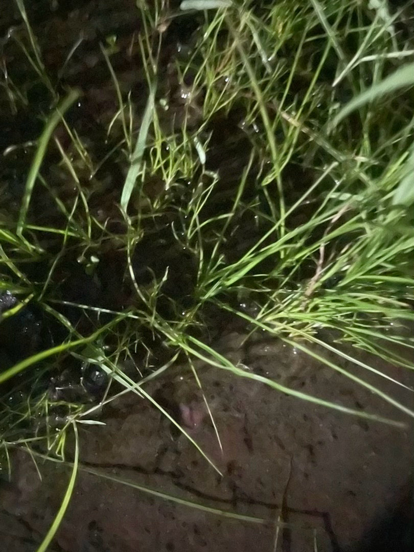 卧槽老子好倒霉走路上耳机突然掉了掉着掉着掉到草坪了然后苹果手机发烫打开不了手