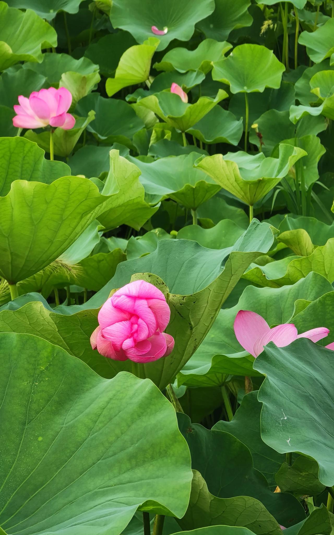 夏日观荷