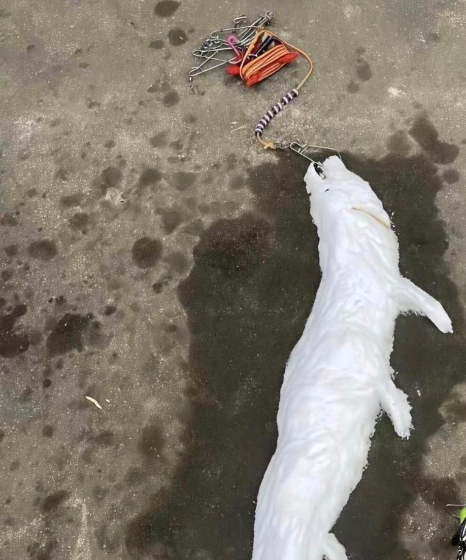 钓鱼佬估计心里都有阴影了