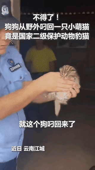家人们，快来看这超有爱的一幕！云南江城一只狗狗去山里溜达，居然叼回