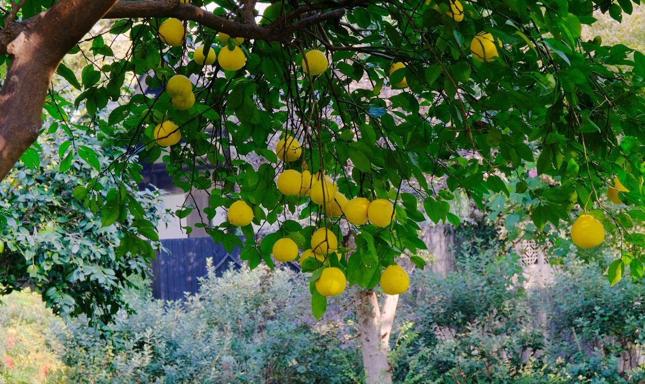 阳光下的柠檬树，挂满黄澄澄的果实，生机勃勃！🍋🌞