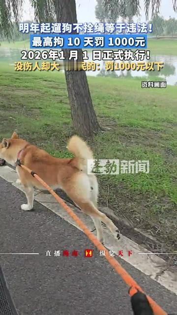 有没有人跟我一样？小区里见着不拴绳的狗，躲得比看见加班通知还快！上次我家