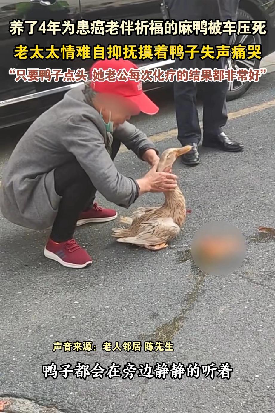 自家养的鸭子被路过的汽车碾压致死，老奶奶抱着鸭子在路边悲恸痛哭。邻居见状，赶忙帮